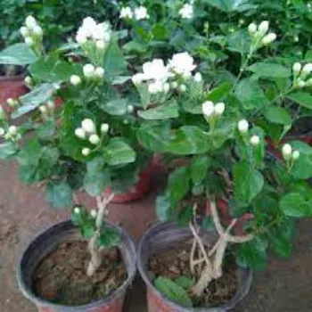 Star Jasmine Plants